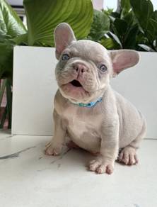 FRENCH BULLDOG PUPPIES S232 🌻Cute Puppy Available