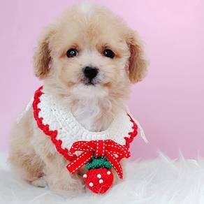 Maltipoo