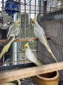 Cockatiel
