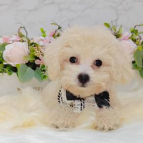 Bichon Frise
