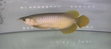 Arowana Super Red