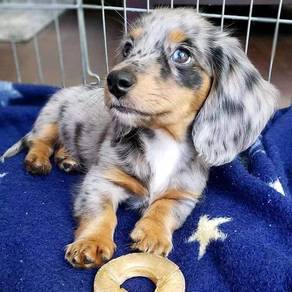 F704 Round Dachshnd Cutu Long Body Puppy Baby Pupp