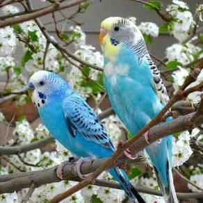burung baji cantik 