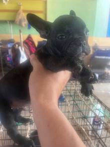 French Bulldog Puppy 020