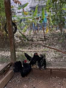 ayam serama betina