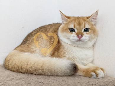 BSH Golden NY12 Male Kitten Pure Cute