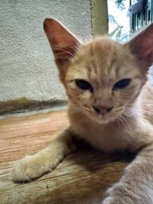 Anak Kucing Mesra Manusia Baka Tempatan.