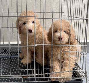 Maltipoo 