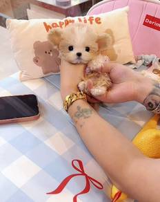 Mickey ear Teacup Maltipoo -Boy