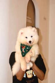 J0910 Samoyed Adorable Snowball Teddy Puppy