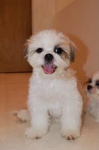 J0696 Shih Tzu Adorable Small Fluffy Puppy