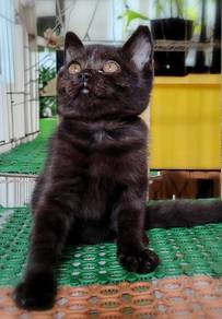 British Shorthair Kitten