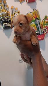 Miniature Pinscher