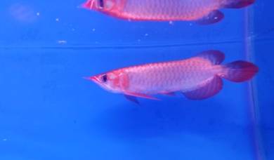 arowana blood red 3a quality -wholesale price