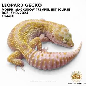 Leopard Gecko Macksnow Tremper Johor Bahru JB 