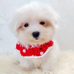 Maltese