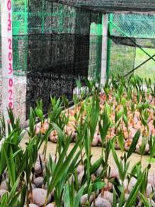 Benih kelapa matag f2/ sgg cn16