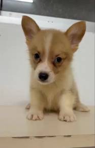 Corgi