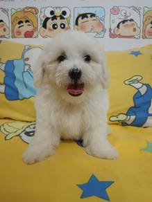 Bichon for Sales~~OFFER