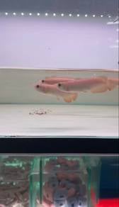 Arowana MGBB