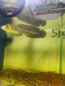 channa maruliodes local