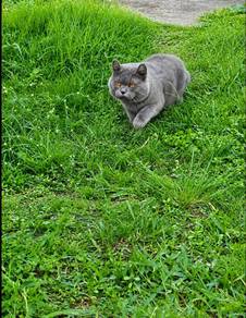 BSH male