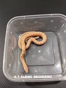 kingsnake
