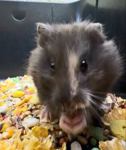 Hamster Syrian Bigbone | Black Tortoiseshell
