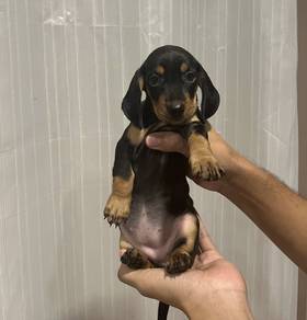 MINIATURE DACHSHUND Puppies 063 🐻 Female Rehome