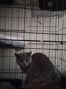 Kucing Pure British Short hair 
