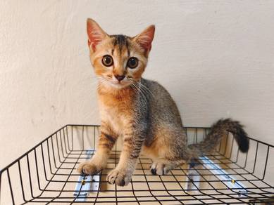 kitten bsh