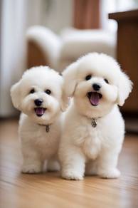 GS1000 Bichon Frise tiny size pure breed