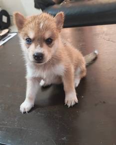 Husky