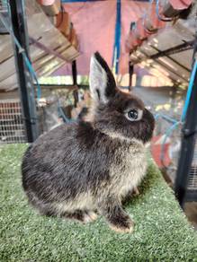 Arnab Pure Netherland dwarf 
