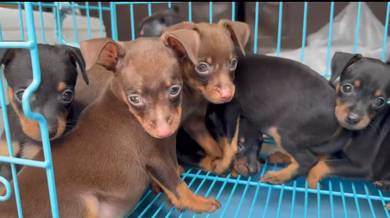 Pinscher 