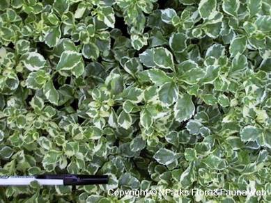 Duranta 'Dwarf White'