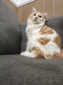 mix mainecoon 