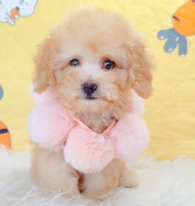 Poodle toy