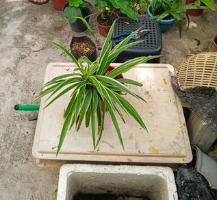 Pokok Lily Paris