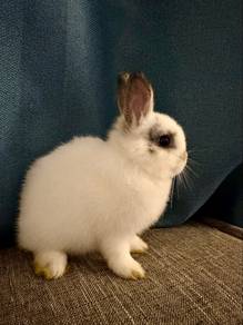 Netherland Dwarf Rabbit