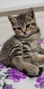 Mix Bsh Tabby Kitten