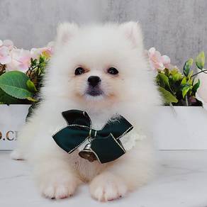 Pomeranian