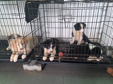 Cute BORDER COLLIE Puppies for Sale!