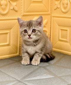 British shorthair female