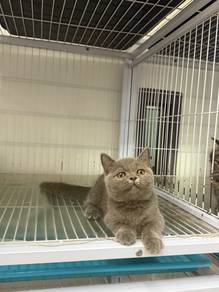Kucing Munchkin