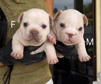 FRENCH BULLDOG PUPPIES F153 Cute Puppy