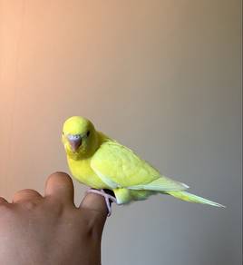 bird burung