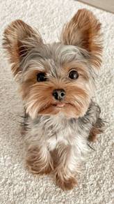 Baby-faced Silkese Long Hair Teddy Bear Dog Puppy