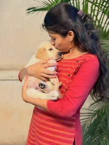 Golden retriever 