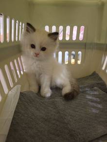 ragdoll
